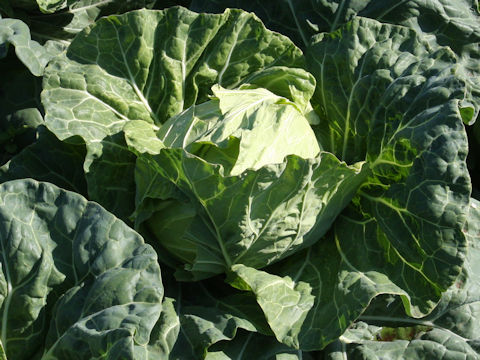 Brassica oleracea var. capitata cv. City