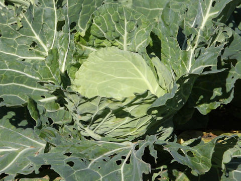 Brassica oleracea var. capitata cv. Geishun