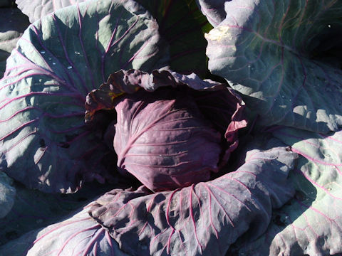 Brassica oleracea var. capitata cv. Red Acre