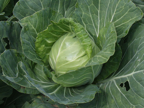 Brassica oleracea var. capitata cv. Early Ball