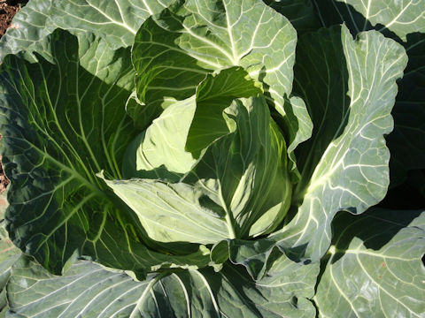 Brassica oleracea var. capitata cv. Sour Green