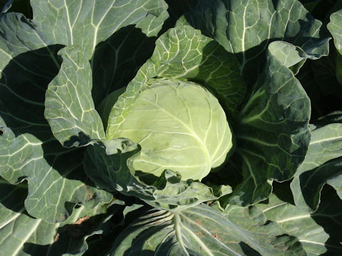 Brassica oleracea var. capitata cv. Naka-wase 2gou