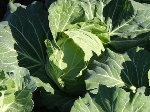 Brassica oleracea var. capitata cv. Fuji-wase