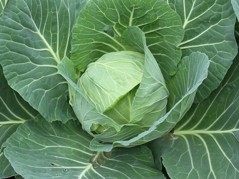 Brassica oleracea var. capitata cv. Sour Top