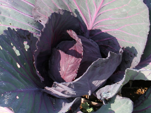 Brassica oleracea var. capitata cv. Red Ball