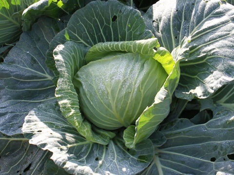 Brassica oleracea var. capitata cv. YR Uijin