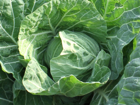 Brassica oleracea var. capitata cv. Watanabe Soushun