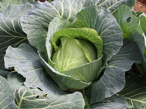 Brassica oleracea var. capitata cv. Ayane