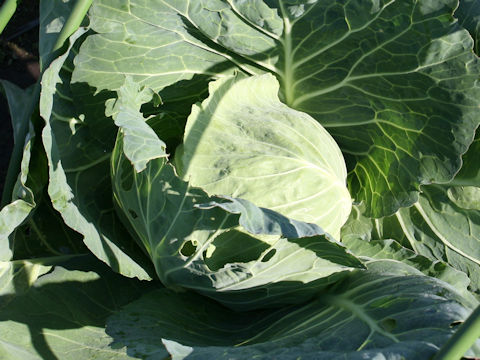 Brassica oleracea var. capitata cv. Koikaze