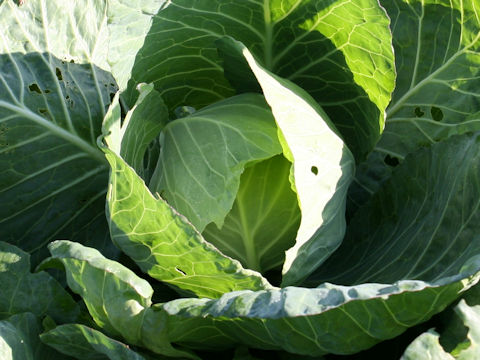 Brassica oleracea var. capitata cv. Irodori