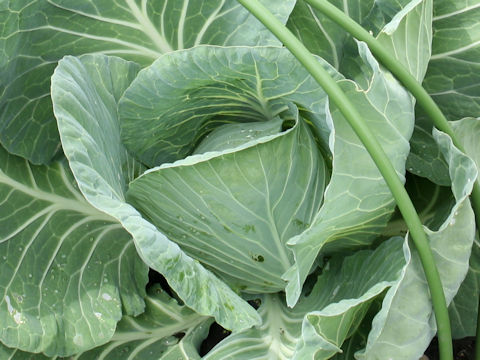 Brassica oleracea var. capitata cv. Shiki-dori