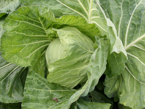 Brassica oleracea var. capitata cv. Ajiboshi