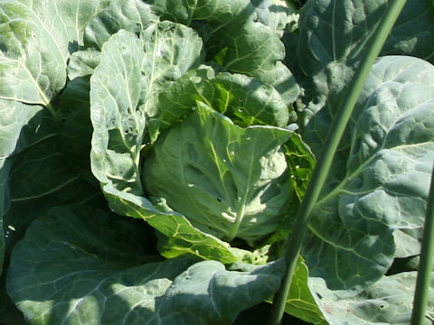 Brassica oleracea var. capitata cv. Haru-hikari 7gou