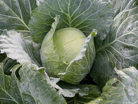 Brassica oleracea var. capitata cv. Yahiko