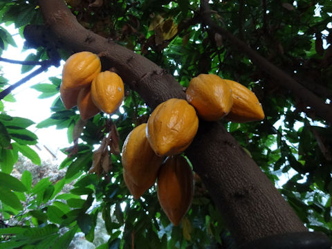 カカオノキ Theobroma Cacao