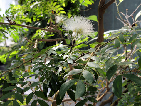 Calliandra haematocephala cv. Albiflora