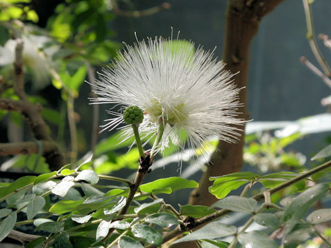 Calliandra haematocephala cv. Albiflora