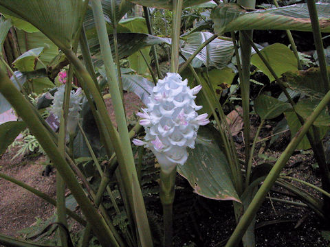 Calathea burle-marxii cv. Ice Blue