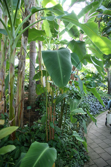 Calathea crotalifera