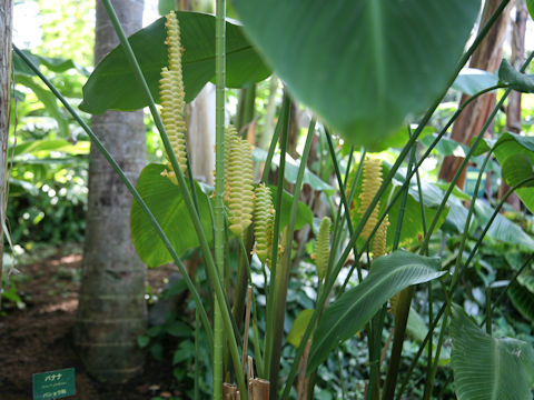 Calathea crotalifera