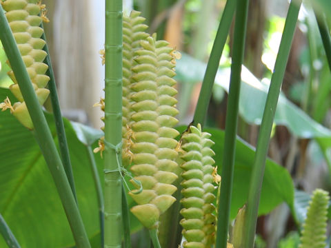 Calathea crotalifera