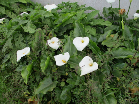 Zantedeschia aethiopica