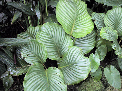 Calathea rotundifolia