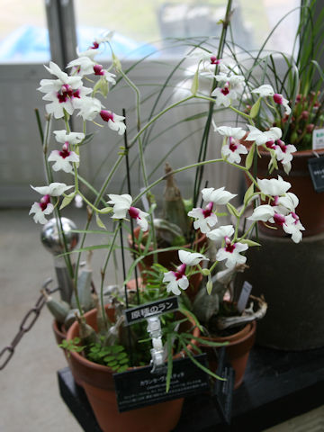 Calanthe vestita