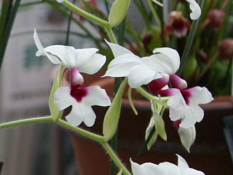 Calanthe vestita