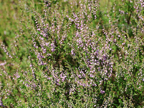 Calluna vulgaris