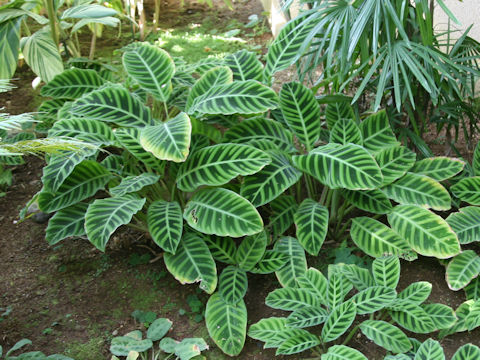 Calathea zebrina