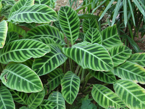 Calathea zebrina