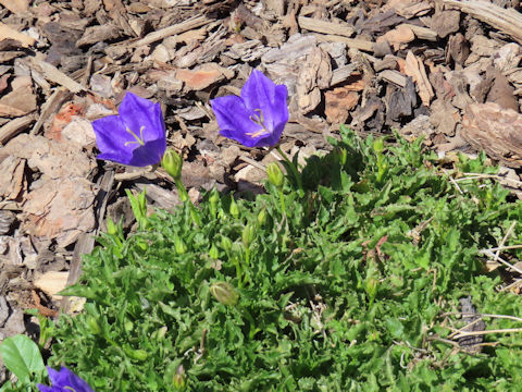Campanula cochlearifolia