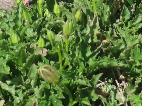 Campanula cochlearifolia