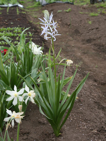 Camassia cusickii