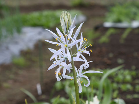 Camassia cusickii