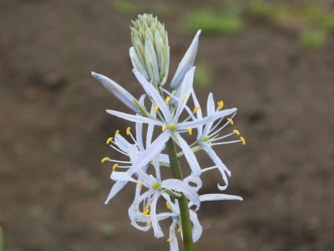 Camassia cusickii