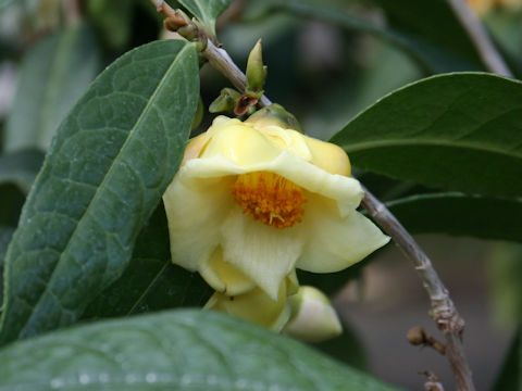 Camellia flava