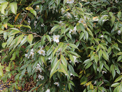 Camellia szechuanensis