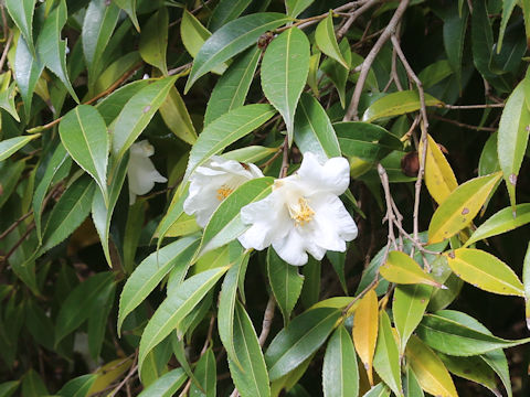 Camellia szechuanensis