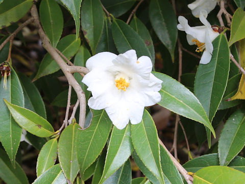 Camellia szechuanensis
