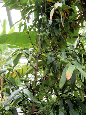 Garcinia xanthochymus