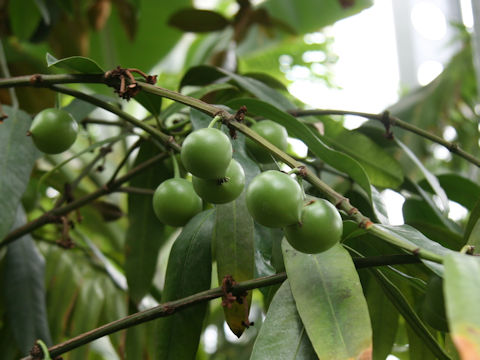 Garcinia xanthochymus