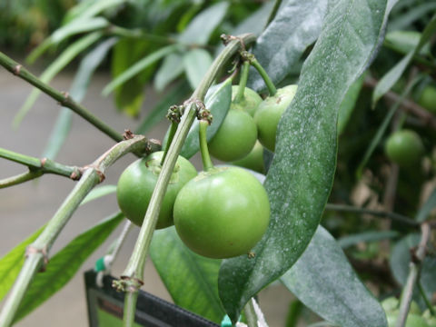 Garcinia xanthochymus