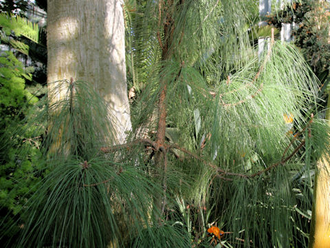 Pinus canariensis