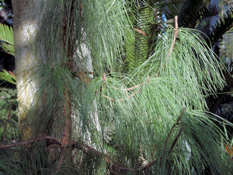 Pinus canariensis