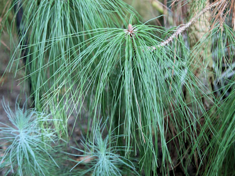 Pinus canariensis