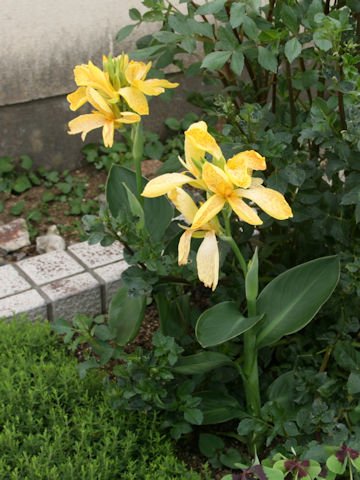 Canna x generalis