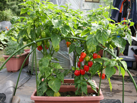 Capsicum chinense cv. Habanero