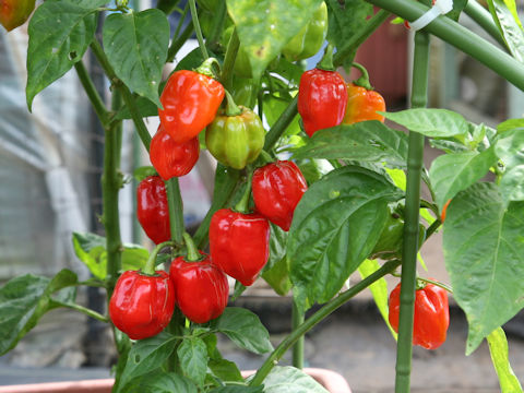 Capsicum chinense cv. Habanero